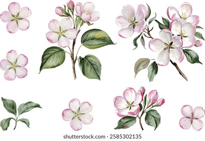 Watercolor set of spring flowers. Hand painted illustration of blooming apple flower branches isolated on a white background.