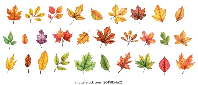 Watercolor set of various autumn leaves png. Yellow, red and green leaves from trees and bushes in autumn period. Autumn natural elements. Botanical forest plants or September-October tree leaves. 