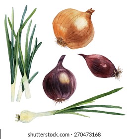 Watercolor set of vegetables. Onions. Vector illustration