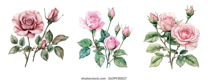 Watercolor set of vintage tea roses. Watercolor vintage pink roses with buds. Retro watercolor flowers. Garden flowers concept. Vector illustration.