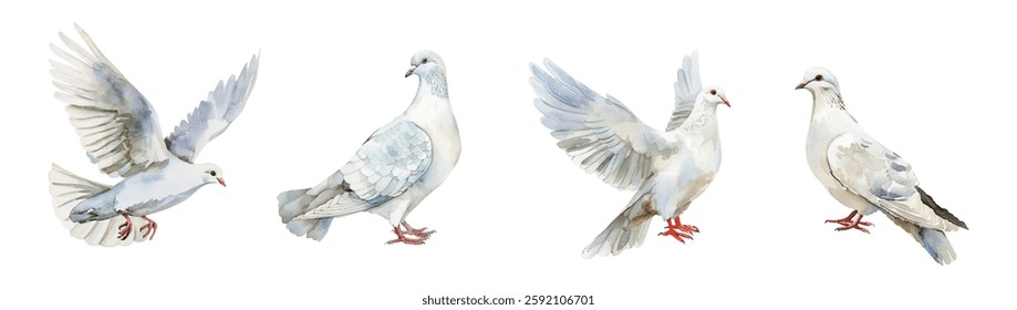 Watercolor set of white doves png.A symbol of weddings, religious events, etc. Watercolor hand drawn white bird png. Vector illustration.