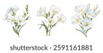 Watercolor set of white freesia flowers png. White freesia with green leaves and stem and white buds. Floral flower concept. Elements for wedding designs, invitations, etc. Spring flowers watercolor.