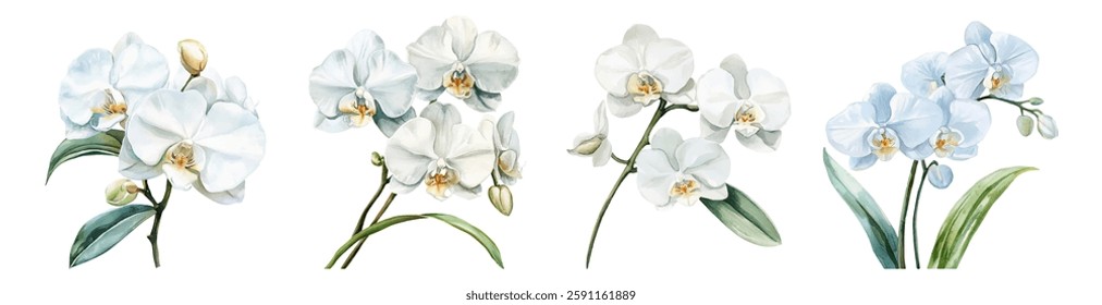  Watercolor set of white orchids. White wild orchid flowers. Concept of home and tropical flowers. Orchid for home. Watercolor botany.