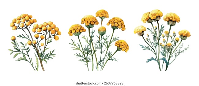 Watercolor set of yellow tansy. Wild yellow flowers in watercolor style png. concept of flower meadow, summer field, etc. Watercolor botany. Vector illustration.