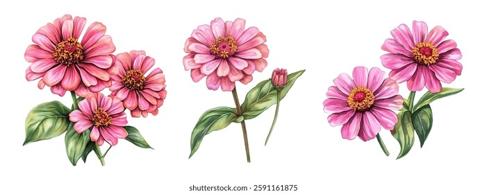 Watercolor set of zinnia flowers png. Pink zinnia flowers with green stem and leaves. Garden flowers watercolor. Watercolor vintage flowers for designs on transparent background. Vector illustration.