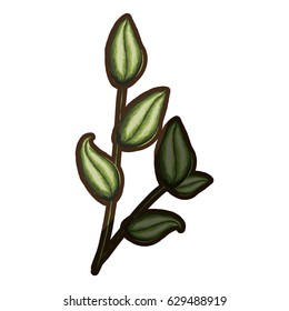 watercolor silhouette shading of green leaves with oval form vector illustration
