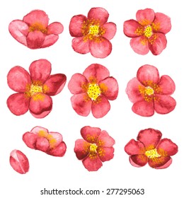 Watercolor sketch blossom sakura, cherry tree flowers set closeup isolated on white background. Hand painting on paper