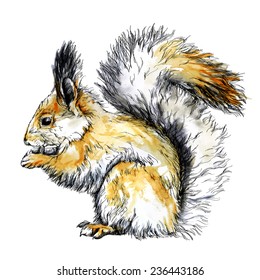 Watercolor sketch of funny squirrel. vector illustration.