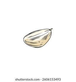 Watercolor sketch of garlic clove, hand drawn vector illustration. Spicy culinary ingredient. Seasoning. Vitamin. Vintage outline style. Isolated background.
