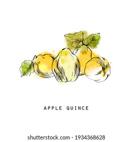 Watercolor Sketch Illustration Of Apple Quince