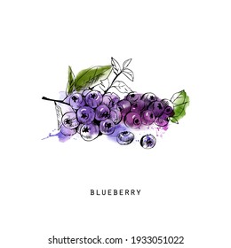 watercolor sketch illustration of blueberry