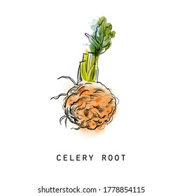 Watercolor sketch illustration of celery root