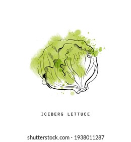 Watercolor Sketch Illustration Of Iceberg Lettuce