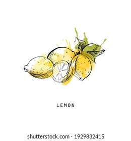 watercolor sketch illustration of lemons