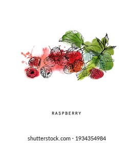 watercolor sketch illustration of raspberry