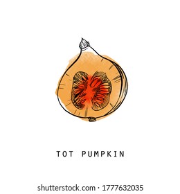 Watercolor sketch illustration of tot pumpkin