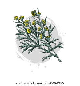 Watercolor sketch illustration of a wormwood branch with flowers. Hand drawn vector. Organic natural plant. Vintage outline style. Botany, medicine and aromatherapy theme.