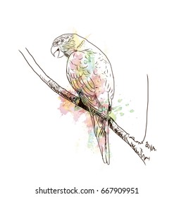 Watercolor with sketch of parrot in vector.