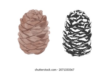 Watercolor and sketch pine cone.