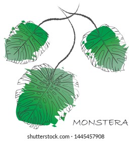 Watercolor sketch set of green leaves of tropical tree Monstera on white background vector