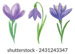 Watercolor sketches of three spring delicate purple flower crocuses, vector hand drawing isolated on white