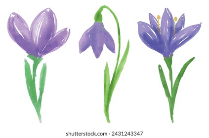 Watercolor sketches of three spring delicate purple flower crocuses, vector hand drawing isolated on white