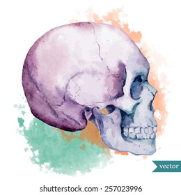 Watercolor, Skull, Blob