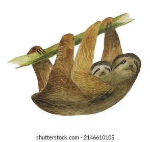 Watercolor sloth hanging on a branch. Vector illustration.