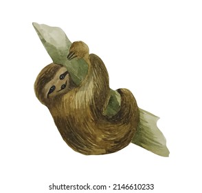 Watercolor sloth hanging on a branch. Vector illustration.