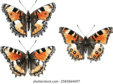 Watercolor Small tortoiseshell butterfly. Aglais urticae isolated on white background. Hand drawn painting insect vector illustrations.
