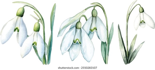 Watercolor Snowdrop Collection, Botanical Illustration of Spring Flowers