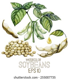 Watercolor Soy Plants Isolated On White Background. Beans,leaves And Oil. Vector Set Of Design Elements