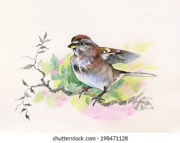 Watercolor sparrow vector 