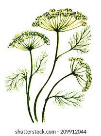 Watercolor Sprigs Of Dill, Fennel