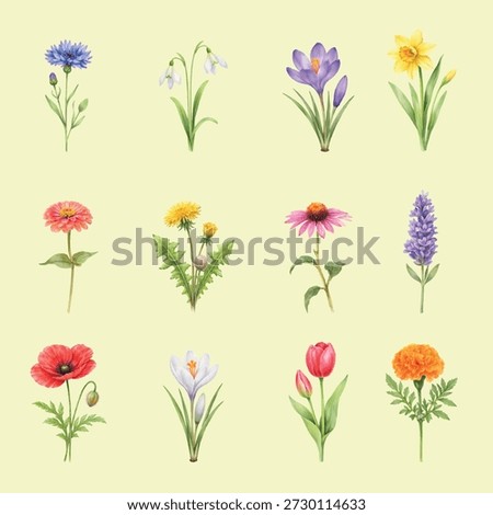 Watercolor spring flower set with cornflower, snowdrop, crocus, daffodil, zinnia, dandelion, echinacea, lavender, poppy, tulip and marigold. Isolated botanical clipart on transparent background.