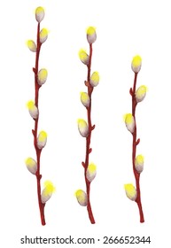Watercolor spring twigs easter blossom pussy willow tree, catkins closeup isolated on a white background. Hand painting on paper