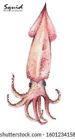 Watercolor squid. Fresh organic seafood. Vector illustration.