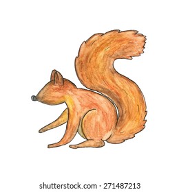 Watercolor squirrel vector. Hand drawn illustration of brown squirrel isolated on white background. Animal design element.