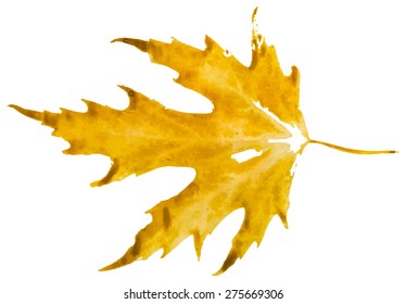 Watercolor stamp of a maple leaf.