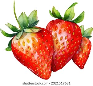 Watercolor Strawberries Illustration. Hand-drawn fresh food design element isolated on a white background.