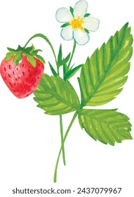 Watercolor strawberry Green Leaf Vector