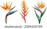 Watercolor Strelitzia reginae, Australian flora.  vector Illustration clipart isolated on white background.