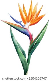 Acuarela Strelitzia reginae, flora australiana. Clipart de Ilustración vectorial aislado sobre fondo blanco.