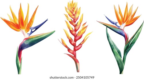 Watercolor Strelitzia reginae, Australian flora.  vector Illustration clipart isolated on white background.