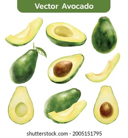 Aquarell-Stil von Avocado auf weißem Hintergrund. Vektorgrafik von Avocado