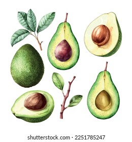 watercolor style of Avocado on white background. Vector illustration of Avocado