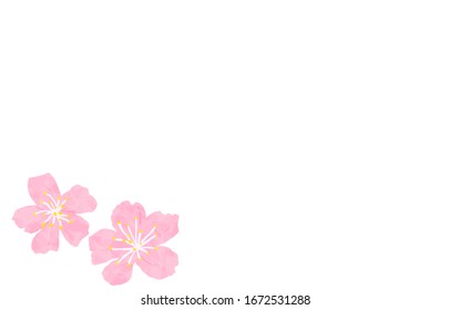 Watercolor style cherry blossom, white background