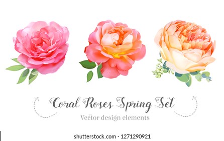 Watercolor style coral garden roses spring set. Pink, orange, yellow flowers. Vector illustration for simple, natural floral wedding design.Coral trendy color collection. Isolated elements