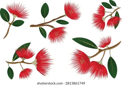 Watercolor style flat vector elements set of blooming New Zealand pohutukawa tree branches with red flowers, isolated floral collection