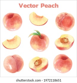 watercolor style of fruit peach on white background. Vector illustration of fruit peach
